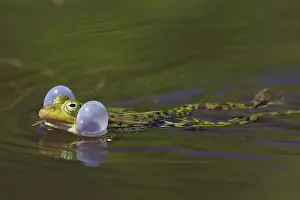 Pouches: European Edible Frog calling frog in water
