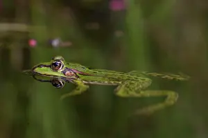 Esculenta: European Edible Frog European Edible Frog frog in water