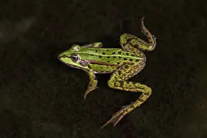 Esculenta: European Edible Frog European Edible Frog frog in water