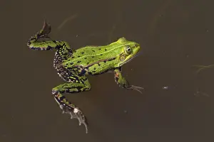 Drifting: European Edible Frog frog drifting in water