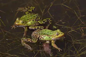 Esculenta: European Edible Frog frogs mating