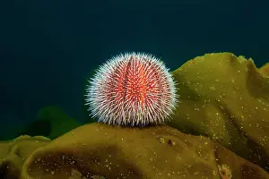 Esculentus: European edible sea urchin (Echinus esculentus)