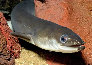 Eels: European Eel
