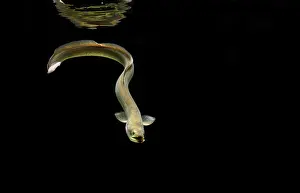 Anguilliforme: European eel, (Anguilla anguilla), captive, France