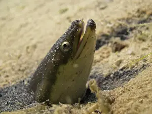 Lair: European eel (Anguilla anguilla) looking out of