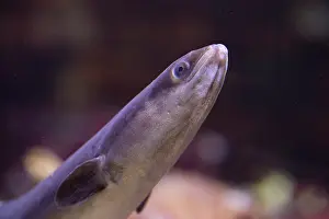 Anguilla: European Eel - Portrait of adult underwater - Germany