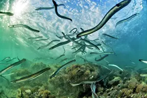 Eels: European eels (Anguilla anguilla), Study on the