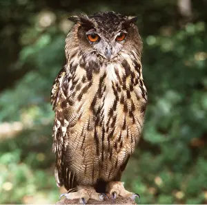 Karin Laub: European / Eurasian Eagle OWL
