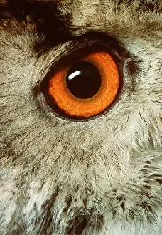 Andrey Zvoznikov: European / Eurasian Eagle OWL - adult, close-up of eye