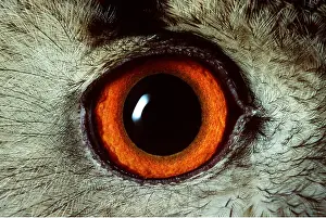 Andrey Zvoznikov: European / Eurasian Eagle OWL - adult, close-up of eye