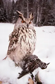 Andrey Zvoznikov: European / Eurasian Eagle OWL - with dead bird prey