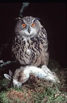 Kill: European / Eurasian Eagle OWL - with dead Rabbit