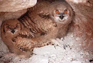 Maureen Brown: European / Eurasian Eagle OWL - x two young