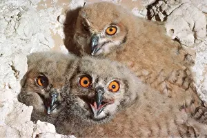 Maureen Brown: European / Eurasian Eagle OWL - x three young
