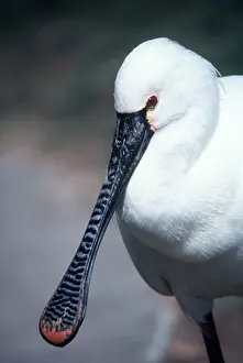 Bonnie Weisser: European / Eurasian SPOONBILL - close-up of head and beak