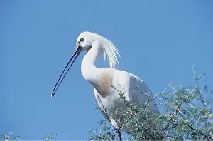 Maureen Brown: European / Eurasian SPOONBILL - close-up in tree