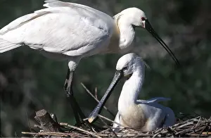 Spoonbills: European / Eurasian SPOONBILL - two on nest