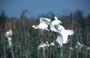 Spoonbills: European / Eurasian SPOONBILL - small group