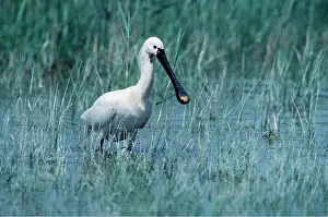 Maureen Brown: European / Eurasian SPOONBILL - in water
