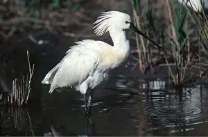 Spoonbills: European / Eurasian SPOONBILL - IN WATER