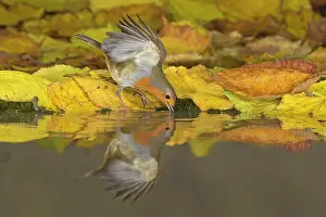 Suffolk: European european robin (Erithacus rubecula) adult