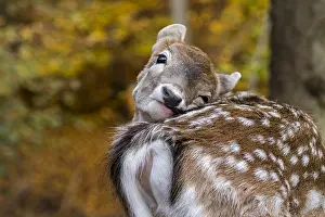 Cervinae: European fallow deer (Dama dama) close-up of faw