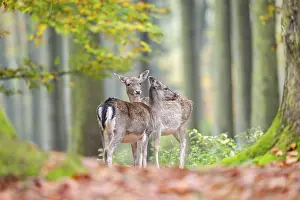 Isolated: European fallow deer (dama dama) doe standing in a forest in autumn
