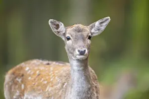 Isolated: European fallow deer (dama dama) doe standing in a forest in autumn