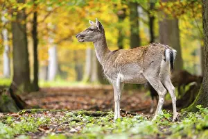 Isolated: European fallow deer (dama dama) doe standing in a forest on a foggy day in autumn