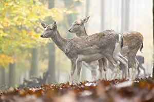 Isolated: European fallow deer (dama dama) doe standing in a forest on a foggy day in autumn