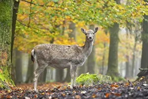 Isolated: European fallow deer (dama dama) doe standing in a forest on a foggy day in autumn