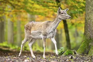 Isolated: European fallow deer (dama dama) doe walking in a forest on a foggy day in autumn