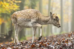 Isolated: European fallow deer (dama dama) doe walking in a forest on a foggy day in autumn