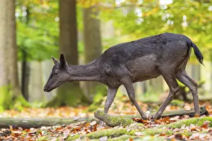 Isolated: European fallow deer (dama dama) doe walking in a forest on a foggy day in autumn
