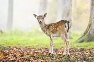 Isolated: European fallow deer (dama dama) fawn standing in a forest on a foggy day in autumn