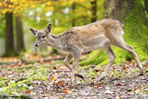 Isolated: European fallow deer (dama dama) fawn walking in a forest on a foggy day in autumn