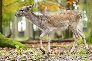 Isolated: European fallow deer (dama dama) fawn walking in a forest on a foggy day in autumn