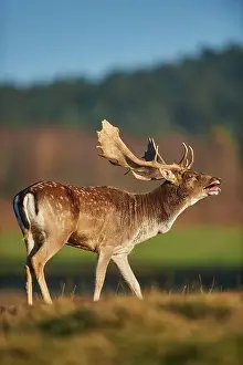 Cervinae: European fallow deer (dama dama) on a meadow in