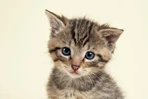 Silvestris: European (Felis silvestris), young animal, animal