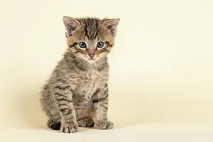Silvestris: European (Felis silvestris), young animal, sitting