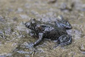 051118: European Fire-bellied Toad - adult toad - Germany