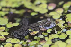 051118: European Fire-bellied Toad - adult toad - Germany