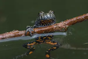 051118: European Fire-bellied Toad - adult toad showing