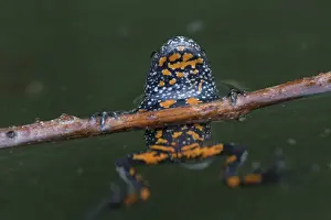 051118: European Fire-bellied Toad - adult toad showing