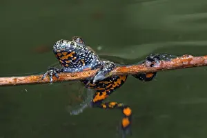 Fire: European fire-bellied toad (Bombina bombina) in