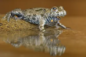 European Fire-bellied Toad (Bombina bombina), H