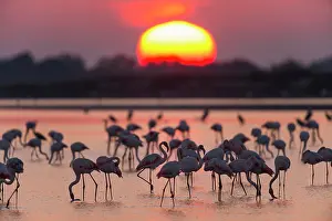 Maries: European Flamingo (Phoenicopterus roseus), Great
