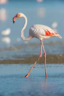 Maries: European Flamingo (Phoenicopterus roseus), Great
