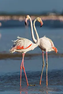 Maries: European Flamingo (Phoenicopterus roseus), Great