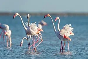 200722: European Flamingo (Phoenicopterus roseus), Great